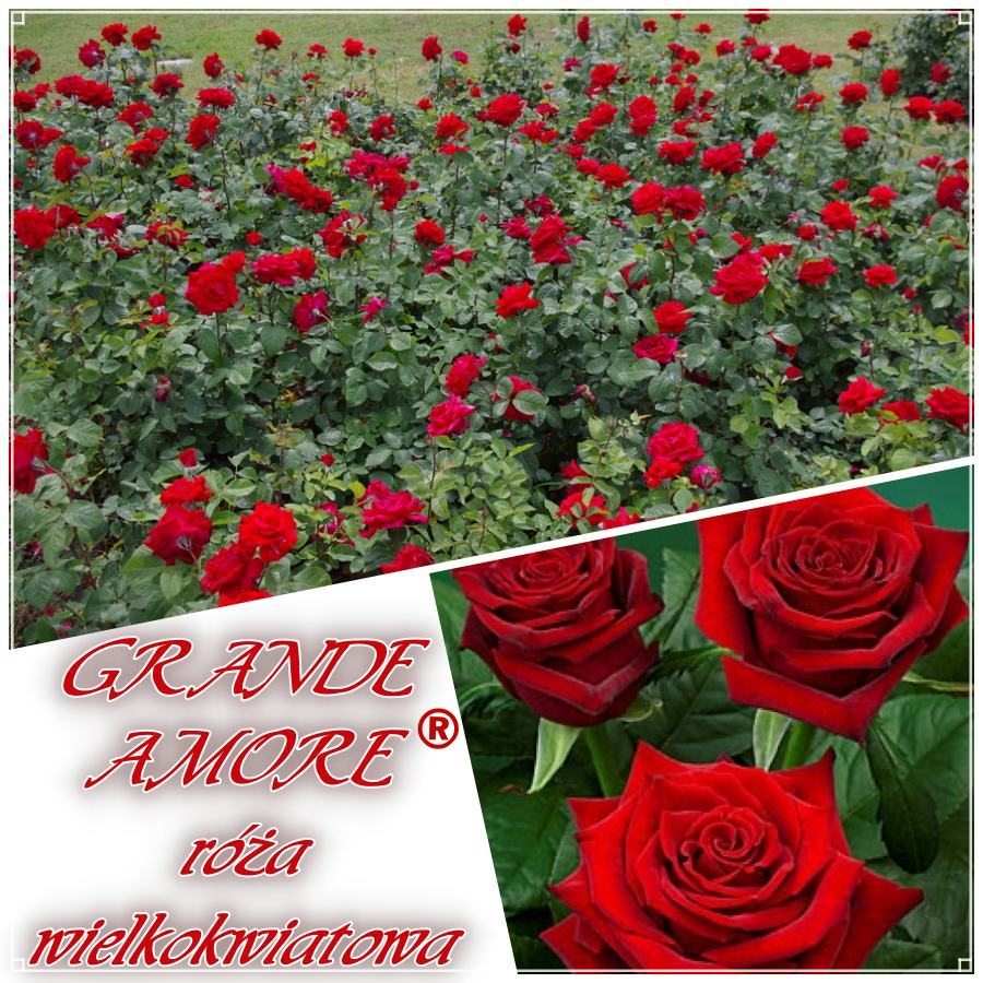 Grande Amore róże wielkokwiatowe